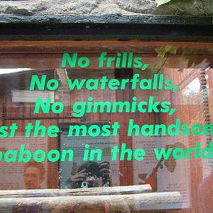 Sign on Gelada Exhibit at Colchester, 28/08/10