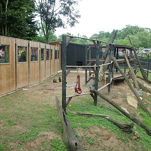 Gelada Exhibit at Colchester, 28/08/10
