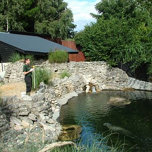 Common Seal exhibit at Colchester, 28/08/10