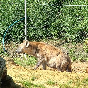 Spotted Hyaena at Colchester, 28/08/10