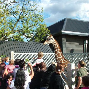 Reticulated Giraffe Greets the Public at Colchester, 28/08/10