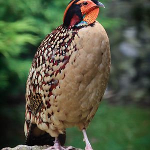 Cabots Tragopan - 08/09/2010