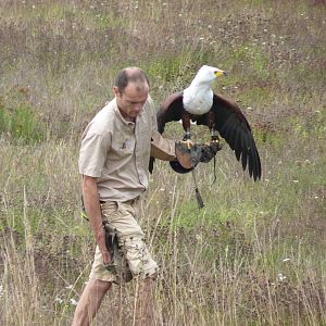 Othello the African Fish Eagle w/ Falconer