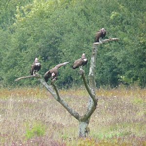 Hooded Vultures