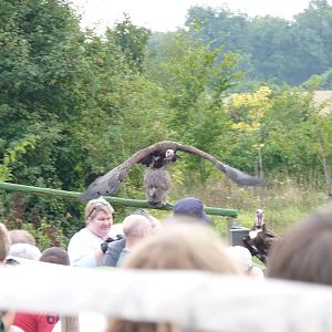 Hooded Vulture Crowd-Surfing. Well, sort of.