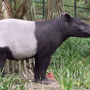 Malayan Tapir