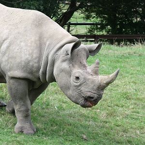 Black Rhinoceros