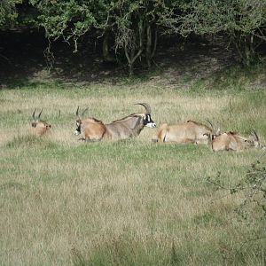 Roan Antelope