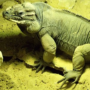 Rhinoceros Iguana