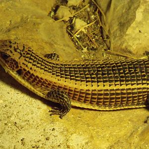 Great Plated Lizard