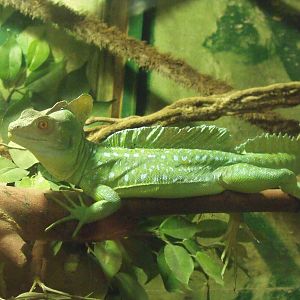 Green Basilisk