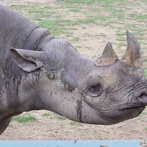 Black Rhinoceros