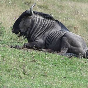 Brindled Wildebeest