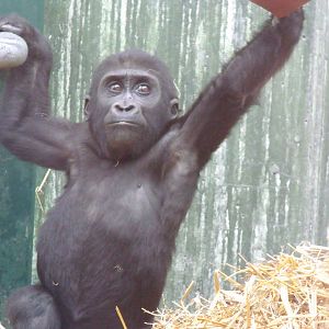 Young Gorilla