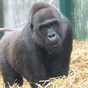 Female Gorilla