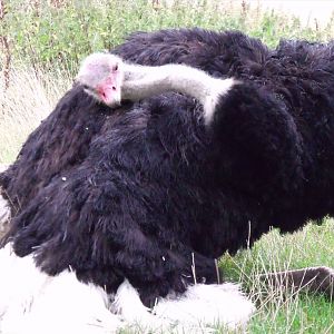 Displaying Ostrich