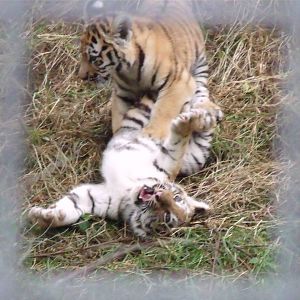 Siberian Tiger Cubs