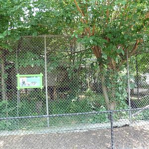 Cinereous Vulture Exhibit