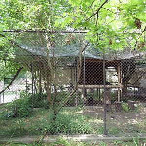 Cinereous Vulture Exhibit