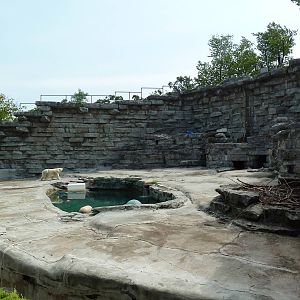 Polar Bear Pit
