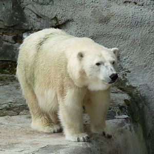Polar Bear