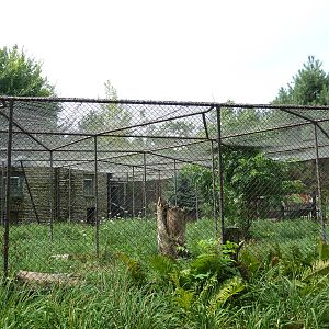 Eurasian Lynx Exhibit