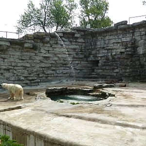 Polar Bear Pit