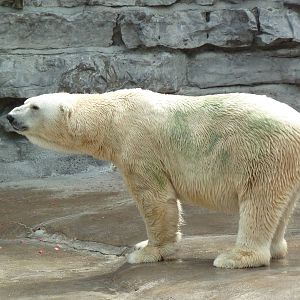 Polar Bear