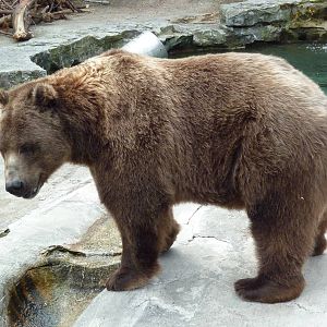 Grizzly Bear