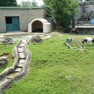 Donkey/Pig/Goat Exhibit