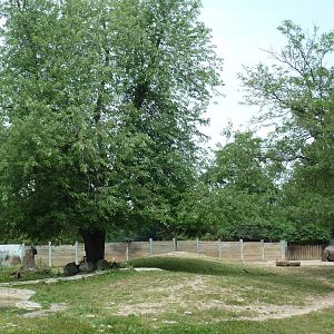 Indian Rhino Exhibit