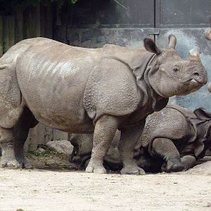 Indian Rhinos