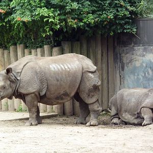 Indian Rhinos