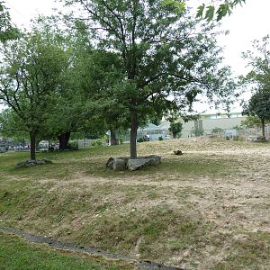 Indian Rhino Exhibit