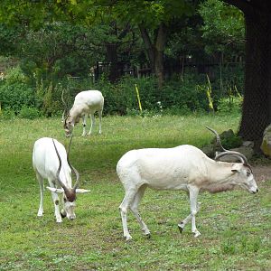 Addax
