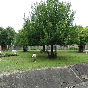 Addax/Roan Antelope Exhibit