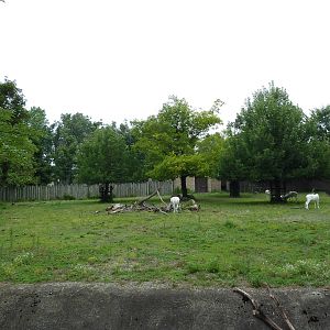Addax/Roan Antelope Exhibit