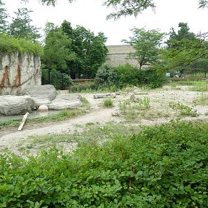 Spotted Hyena Exhibit