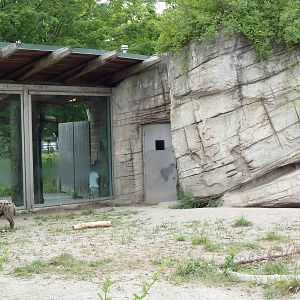 Spotted Hyena Exhibit