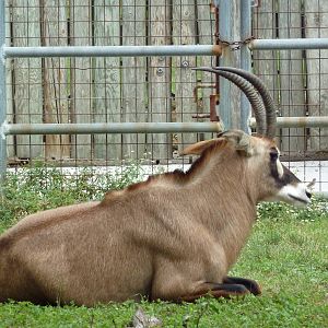 Roan Antelope