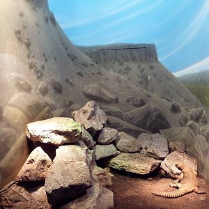 Reptile House - Egyptian Dab Lizard Exhibit