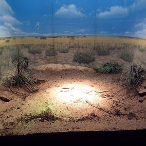 Reptile House - Desert Grasslands Whiptail Lizard Exhibit