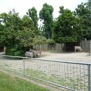 Zebra Exhibit