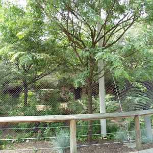 Rotation Exhibit - Spectacled Bear + Maned Wolf Enclosure