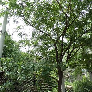Snow Leopard Exhibit