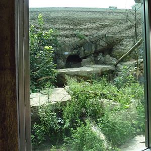 Snow Leopard Exhibit