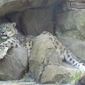 Snow Leopard