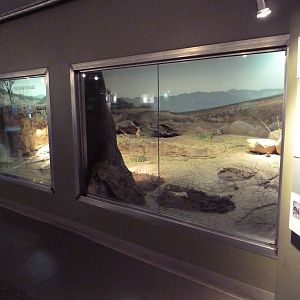 Ecostation - Chuckwalla/Cottontail/Desert Tortoise Exhibit