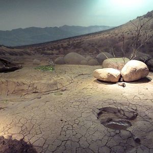 Ecostation - Chuckwalla/Cottontail/Desert Tortoise Exhibit