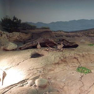 Ecostation - Chuckwalla/Cottontail/Desert Tortoise Exhibit